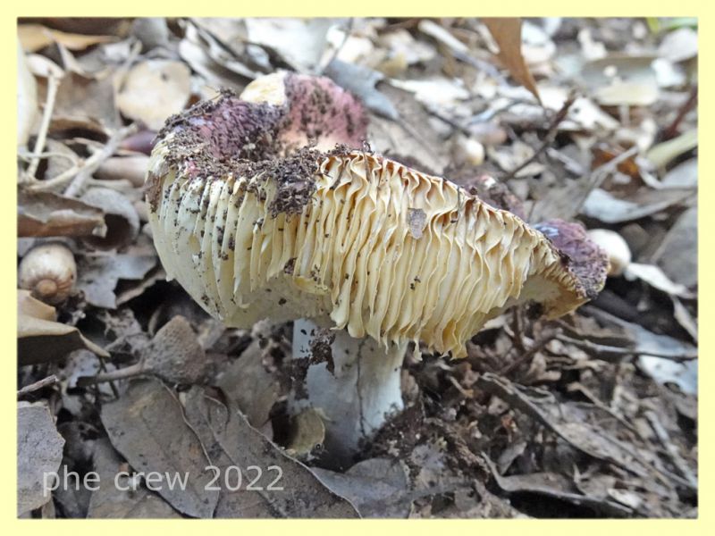 Russula da identificare